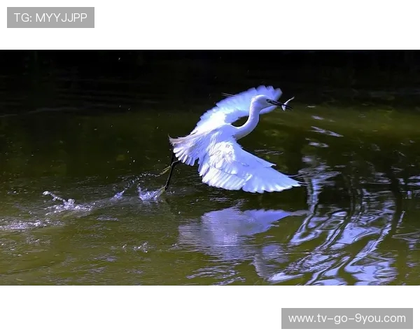 优雅飞翔，水下华舞：跳水运动的魅力